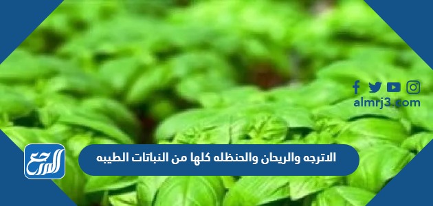الاترجه والريحان والحنظله كلها من النباتات الطيبه