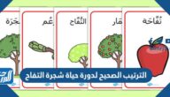 الترتيب الصحيح لدورة حياة شجرة التفاح