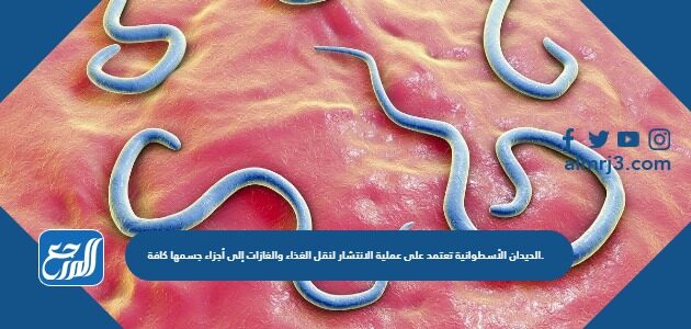 الديدان الأسطوانية تعتمد على عملية الانتشار لنقل الغذاء والغازات إلى أجزاء جسمها كافة.