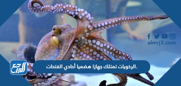 الرخويات تمتلك جهازا هضميا أحادي الفتحات.