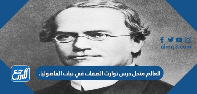 العالم مندل درس توارث الصفات في نبات الفاصوليا.
