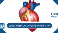 القلب هو العضو الرئيسي في الجهاز الدوراني
