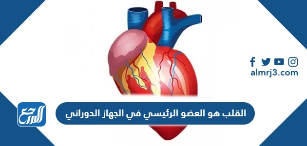 القلب هو العضو الرئيسي في الجهاز الدوراني