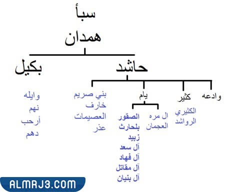 شجرة العجمان