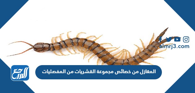 المغازل من خصائص مجموعة القشريات من المفصليات