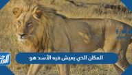 المكان الذي يعيش فيه الأسد هو