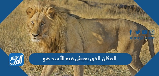 المكان الذي يعيش فيه الأسد هو