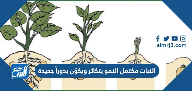 النبات مكتمل النمو يتكاثر ويكوّن بذوراً جديدة