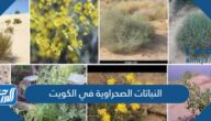 اسماء واشكال النباتات الصحراوية في الكويت بالصور اسماء واشكال النباتات الصحراوية في الكويت بالصور
