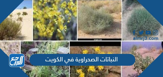 النباتات الصحراوية في الكويت