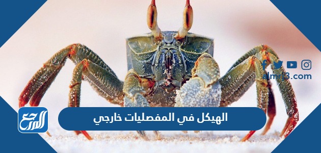 الهيكل في المفصليات خارجي