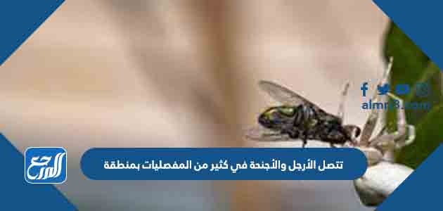 تتصل الأرجل والأجنحة في كثير من المفصليات بمنطقة