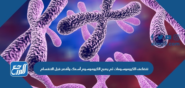 تتضاعف الكروموسومات ثم يصبح الكروموسوم أسمك وأقصر قبل الانقسام