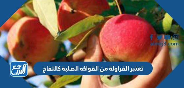 تعتبر الفراولة من الفواكه الصلبة كالتفاح