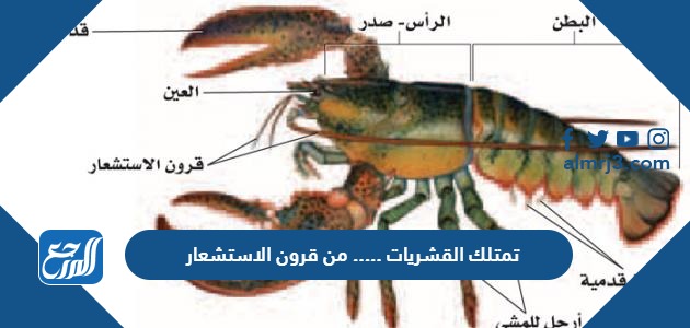 تمتلك القشريات ..... من قرون الاستشعار