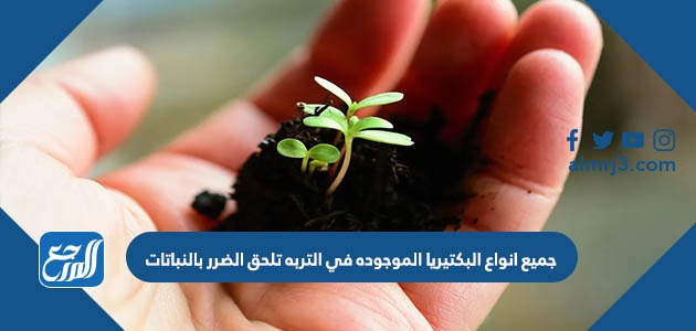 جميع انواع البكتيريا الموجوده في التربه تلحق الضرر بالنباتات