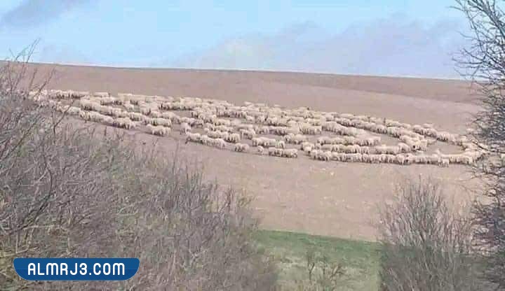 حالات مشابهة