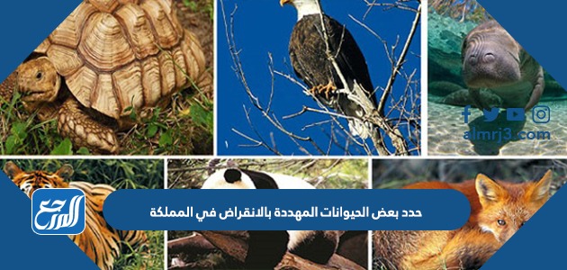 حدد بعض الحيوانات المهددة بالانقراض في المملكة