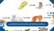حل سؤال السلسلة الغذائية التي تمثل المسار الصحيح لانتقال الطاقة هي حل سؤال السلسلة الغذائية التي تمثل المسار الصحيح لانتقال الطاقة هي