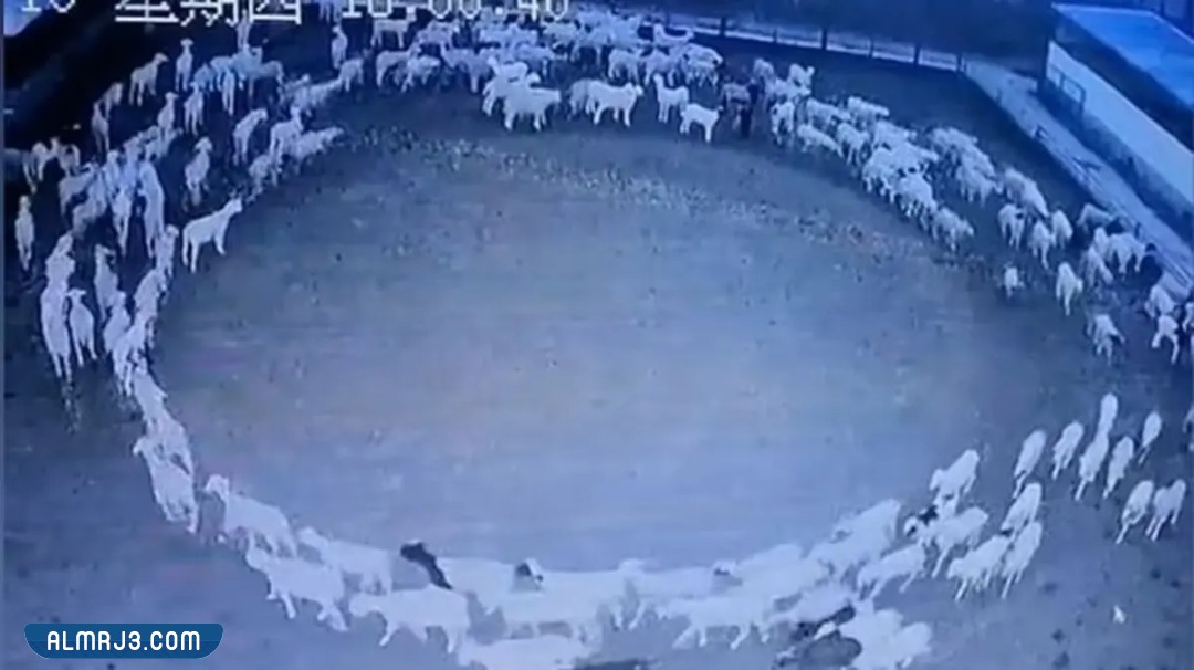 دوران الحيوانات لغز غامض ما السر