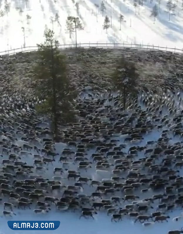 سبب دوران الحيوانات حول نفسها