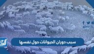 سبب دوران الحيوانات حول نفسها