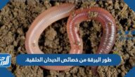 طور اليرقة من خصائص الديدان الحلقية.