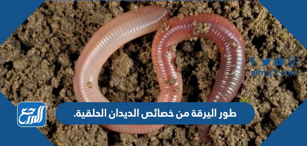 طور اليرقة من خصائص الديدان الحلقية.