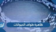 معلومات عن ظاهرة طواف الحيوانات