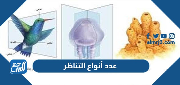 عدد أنواع التناظر