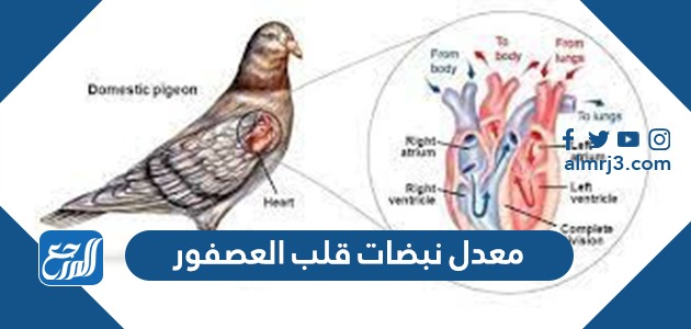 كم معدل نبضات قلب العصفور
