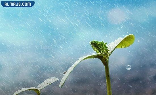 كيفية صلاة الاستسقاء عند المالكية