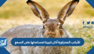 للأرانب الصحراوية آذان كبيرة لمساعدتها على السمع