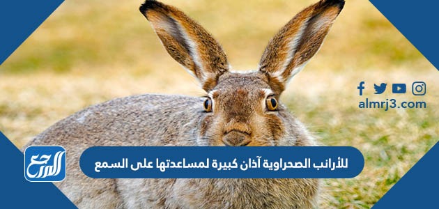 للأرانب الصحراوية آذان كبيرة لمساعدتها على السمع