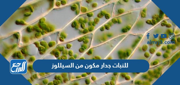 للنبات جدار مكون من السيللوز