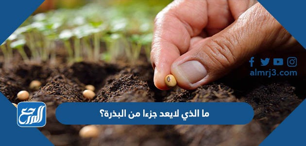 ما الذي لايعد جزءا من البذرة؟