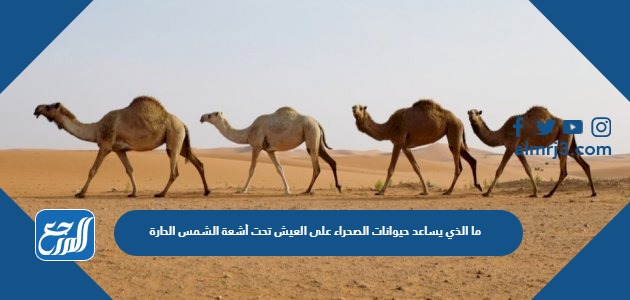 ما الذي يساعد حيوانات الصحراء على العيش تحت أشعة الشمس الحارة