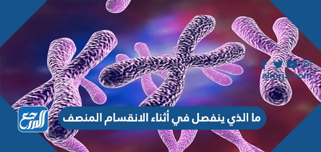 ما الذي ينفصل في أثناء الانقسام المنصف