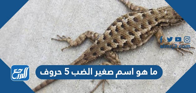 ما هو اسم صغير الضب 5 حروف