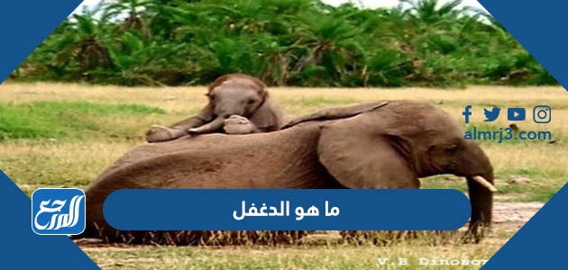 ما هو الدغفل