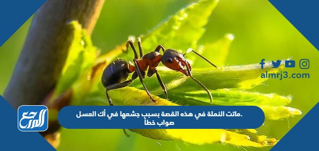 ماتت النملة في هذه القصة بسبب جشعها في أكل العسل. صواب خطأ