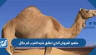 ماهو الحيوان الذي اطلق عليه العرب ام حائل