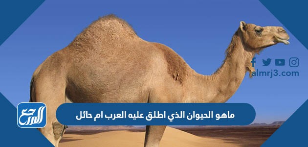 ماهو الحيوان الذي اطلق عليه العرب ام حائل