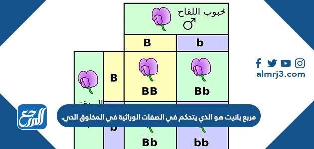 مربع بانيت هو الذي يتحكم في الصفات الوراثية في المخلوق الحي.