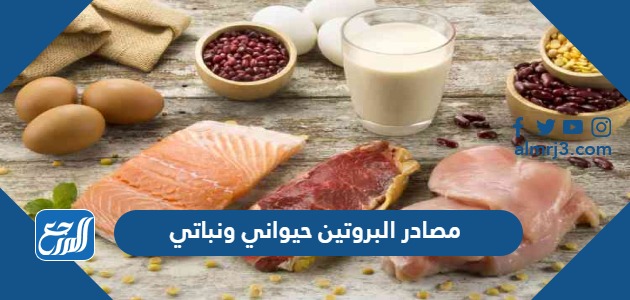 مصادر البروتين حيواني ونباتي