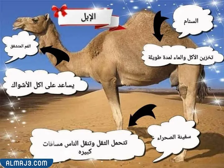 مطوية التكيف والبقاء جاهزة للطباعة