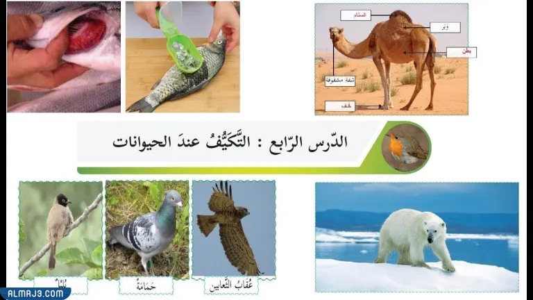 مطوية التكيف والبقاء جاهزة للطباعة