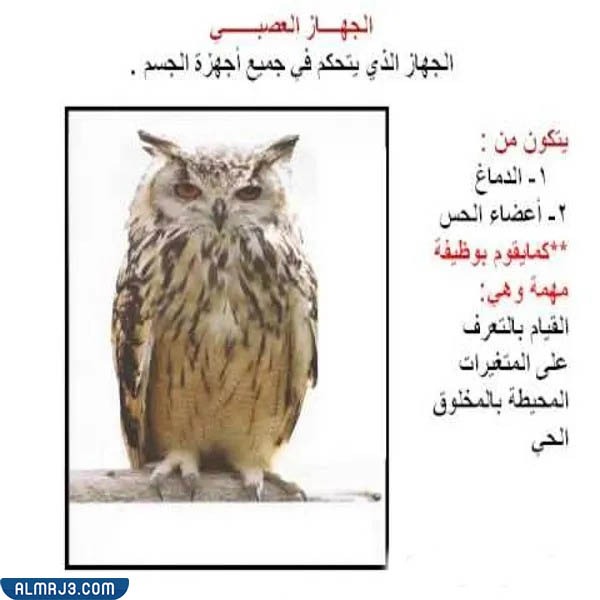 مطوية عن أعضاء جسم الحيوانات