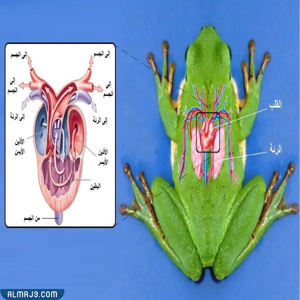 مطوية عن أعضاء جسم الحيوانات