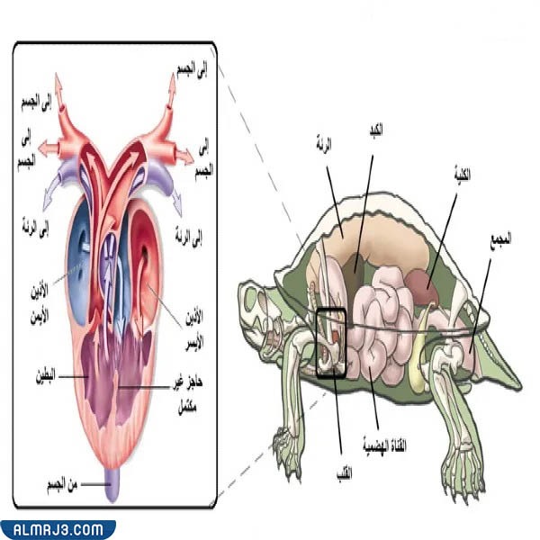 مطوية عن أعضاء جسم الحيوانات